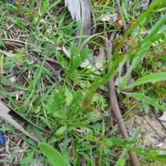 Goodenia pinnatifida at O'Malley, ACT - 21 Oct 2020