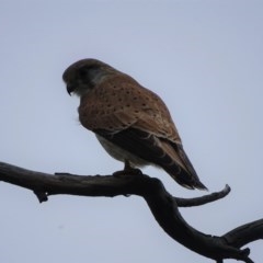 Falco cenchroides (Nankeen Kestrel) at O'Malley, ACT - 21 Oct 2020 by Mike