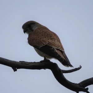 Falco cenchroides at O'Malley, ACT - 21 Oct 2020 04:49 PM