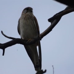 Falco cenchroides at O'Malley, ACT - 21 Oct 2020 04:49 PM