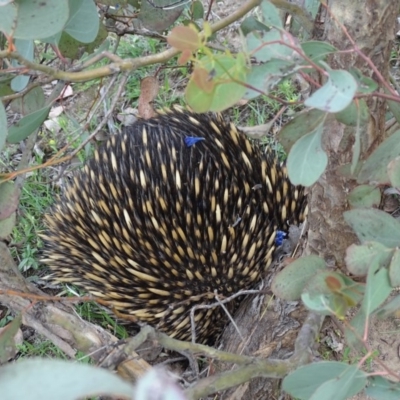 Tachyglossus aculeatus (Short-beaked Echidna) at Jerrabomberra, ACT - 21 Oct 2020 by Mike