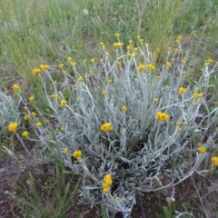 Chrysocephalum apiculatum (Common Everlasting) at Isaacs Ridge and Nearby - 20 Oct 2020 by Mike