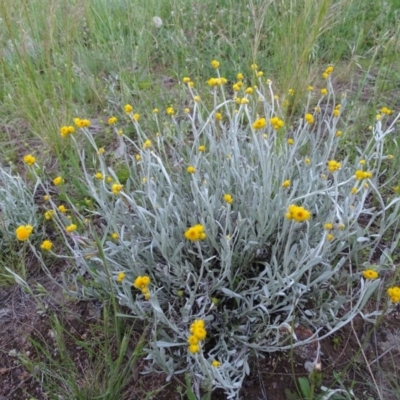 Chrysocephalum apiculatum (Common Everlasting) at Isaacs Ridge and Nearby - 20 Oct 2020 by Mike