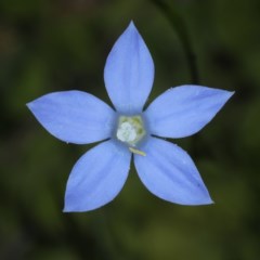 Wahlenbergia sp. (Bluebell) at Acton, ACT - 22 Oct 2020 by jbromilow50