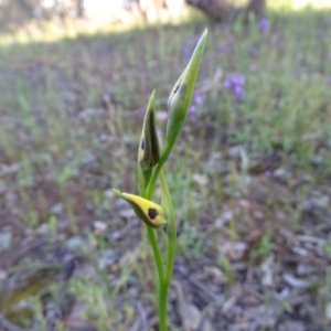 Diuris sulphurea at Jerrabomberra, ACT - 20 Oct 2020