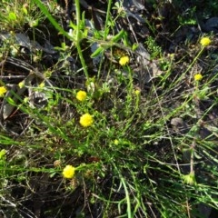 Calotis lappulacea (Yellow Burr Daisy) at Isaacs Ridge and Nearby - 20 Oct 2020 by Mike