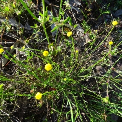Calotis lappulacea (Yellow Burr Daisy) at Isaacs Ridge and Nearby - 20 Oct 2020 by Mike