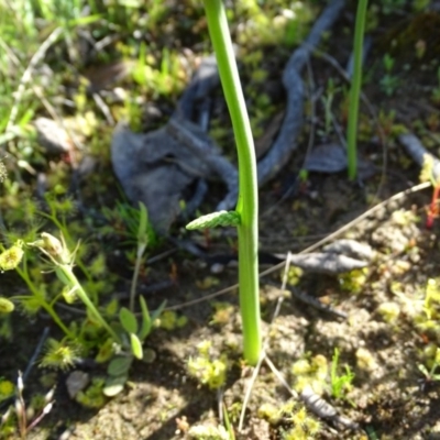 Microtis (genus) (onion orchids) at Jerrabomberra, ACT - 20 Oct 2020 by Mike