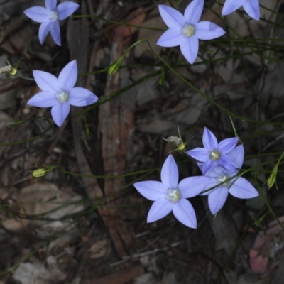 Wahlenbergia sp. (Bluebell) at Downer, ACT - 22 Oct 2020 by jbromilow50