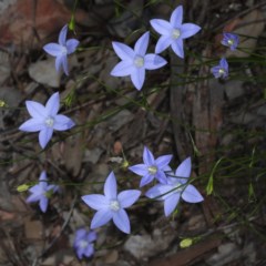 Wahlenbergia sp. at Downer, ACT - 22 Oct 2020 12:43 PM