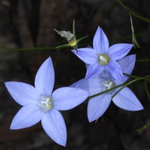 Wahlenbergia sp. at Downer, ACT - 22 Oct 2020 12:43 PM