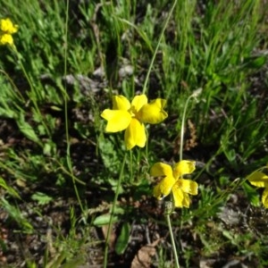 Goodenia pinnatifida at Jerrabomberra, ACT - 20 Oct 2020