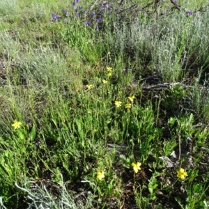 Goodenia pinnatifida at Jerrabomberra, ACT - 20 Oct 2020