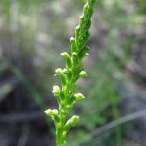 Microtis unifolia at Tuggeranong DC, ACT - suppressed