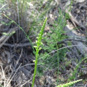 Microtis unifolia at Tuggeranong DC, ACT - suppressed