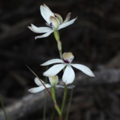 Caladenia cucullata (Lemon Caps) at Downer, ACT - 22 Oct 2020 by jb2602