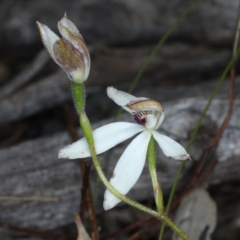 Caladenia cucullata at Downer, ACT - suppressed