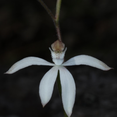 Caladenia moschata (Musky Caps) at Acton, ACT - 21 Oct 2020 by jb2602