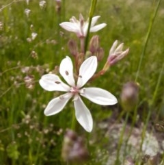 Burchardia umbellata (Milkmaids) at Murrumbateman, NSW - 23 Oct 2020 by samreid007