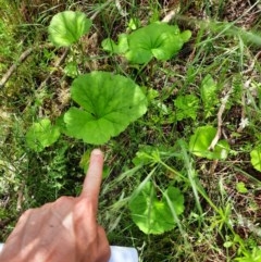 Pelargonium sp. (A Native Stork’s Bill) at Wallaroo, NSW - 20 Oct 2020 by samreid007