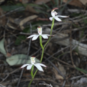 Caladenia moschata at Downer, ACT - suppressed