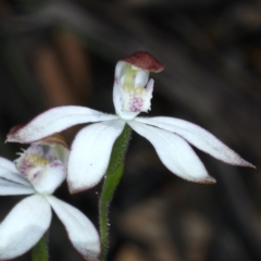 Caladenia moschata at Downer, ACT - 22 Oct 2020