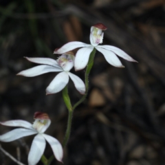 Caladenia moschata at Downer, ACT - suppressed