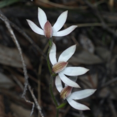 Caladenia moschata at Downer, ACT - suppressed