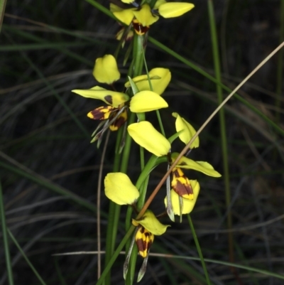 Diuris sulphurea (Tiger Orchid) at Point 5078 - 22 Oct 2020 by jb2602