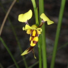 Diuris sulphurea at Point 5078 - suppressed