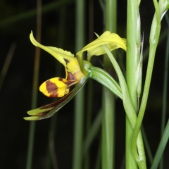 Diuris sulphurea at Point 5078 - suppressed