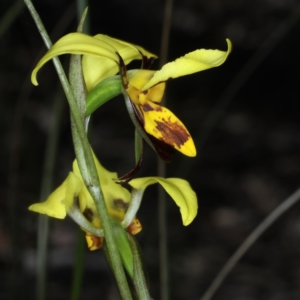 Diuris sulphurea at Acton, ACT - suppressed