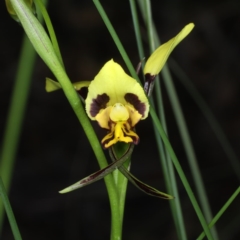 Diuris sulphurea at Acton, ACT - suppressed