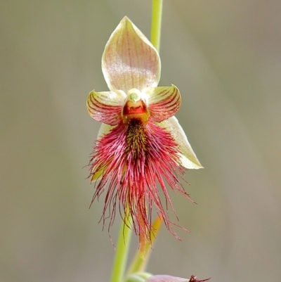 Calochilus paludosus (Strap Beard Orchid) at Woodlands, NSW - 23 Oct 2020 by Snowflake