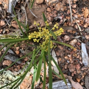 Lomandra filiformis at Ginninderry Conservation Corridor - 22 Oct 2020 02:04 PM