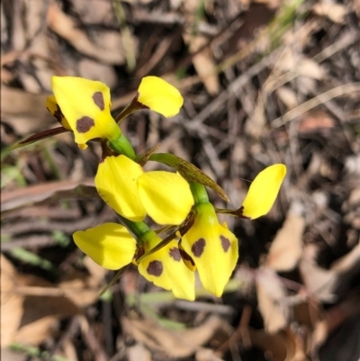 Diuris sulphurea (Tiger Orchid) at Wallaroo, NSW - 22 Oct 2020 by Ange