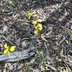 Diuris sulphurea at Wallaroo, NSW - suppressed