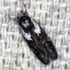 Phylomictis maligna (A Stenomatinae moth) at O'Connor, ACT - 18 Oct 2020 by ibaird
