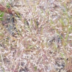 Aira elegantissima (Delicate Hairgrass) at Macgregor, ACT - 23 Oct 2020 by tpreston