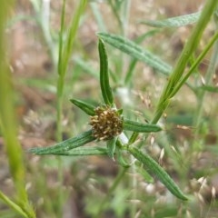 Euchiton involucratus (Star Cudweed) at Umbagong District Park - 23 Oct 2020 by tpreston