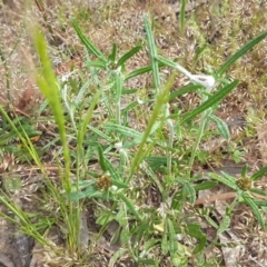 Euchiton involucratus at Macgregor, ACT - 23 Oct 2020