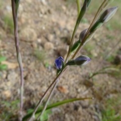 Thelymitra sp. (A Sun Orchid) at Isaacs, ACT - 23 Oct 2020 by Mike