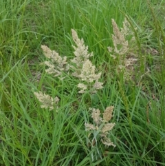 Holcus lanatus at Macgregor, ACT - 23 Oct 2020