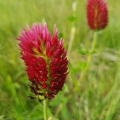 Trifolium incarnatum (Crimson Clover) at Latham, ACT - 23 Oct 2020 by tpreston