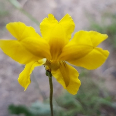 Goodenia pinnatifida (Scrambled Eggs) at Latham, ACT - 23 Oct 2020 by trevorpreston