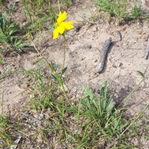 Goodenia pinnatifida at Latham, ACT - 23 Oct 2020