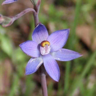 Thelymitra pauciflora (Slender Sun Orchid) at Theodore, ACT - 23 Oct 2020 by owenh