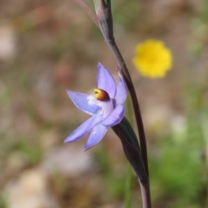 Thelymitra pauciflora at Theodore, ACT - suppressed