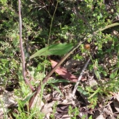 Thelymitra pauciflora at Theodore, ACT - suppressed