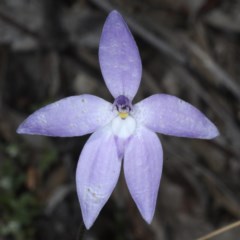 Glossodia major (Wax Lip Orchid) at Black Mountain - 22 Oct 2020 by jb2602